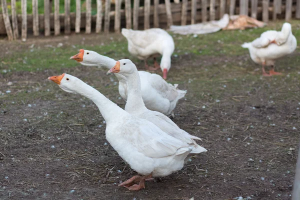 A flock of domestic geese white we walk through the village — Stock Photo, Image