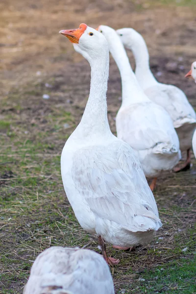 Hejno domácí husy bílé projdeme vesnicí — Stock fotografie