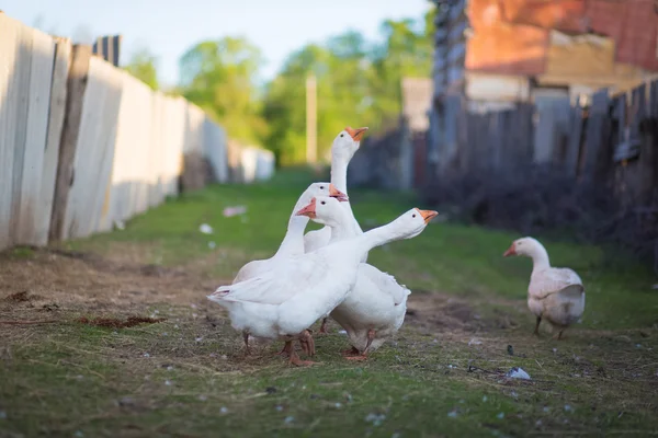 Hejno domácí husy bílé projdeme vesnicí — Stock fotografie