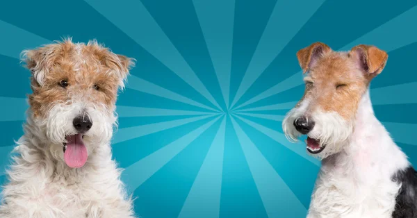 köpek öncesi ve sonrası bakım