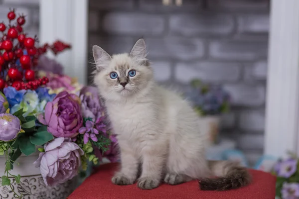 Das Kätzchen ist eine seltene Rasse mit blauen Augen — Stockfoto