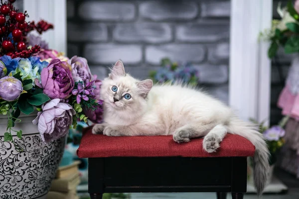 O gatinho é uma raça rara — Fotografia de Stock