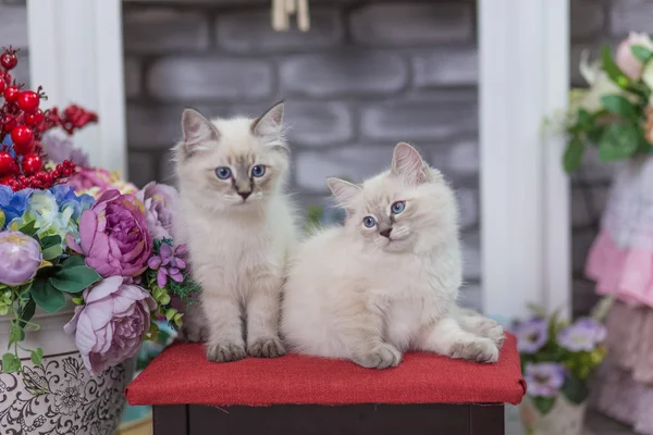 Två kattunge med blå ögon Stockbild