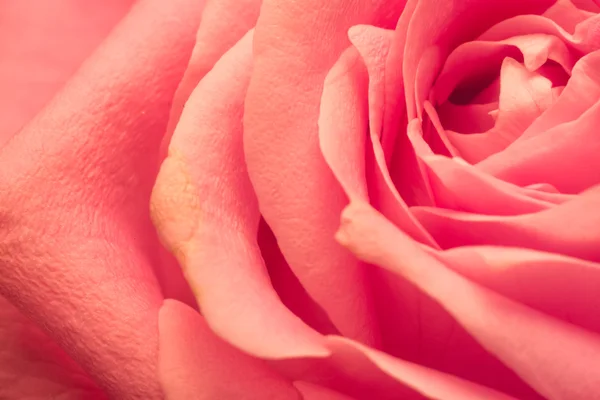 pembe Gül makro yaprakları