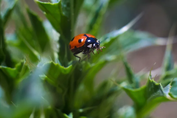 Le petit insecte dans l'herbe — Photo