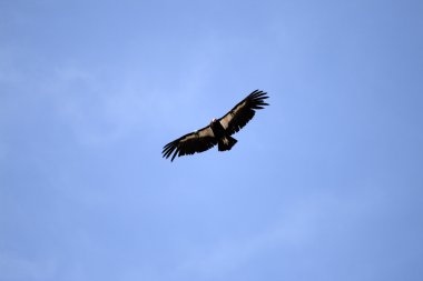 Condor uçuş Grand Canyo üzerinde