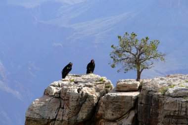 California Condor at Grand Canyon