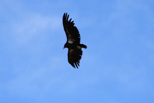 Condor uçuş Grand Canyo üzerinde — Stok fotoğraf