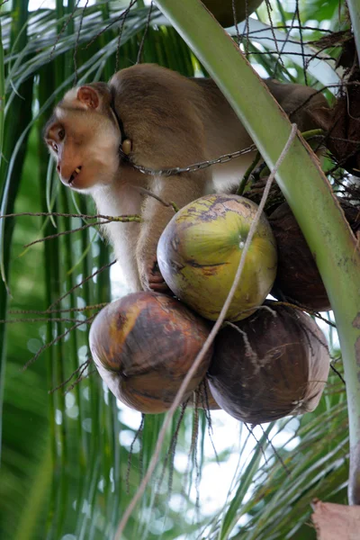 Apen opgeleid om te plukken van kokosnoten (Kelantan, Malaysia — Stockfoto