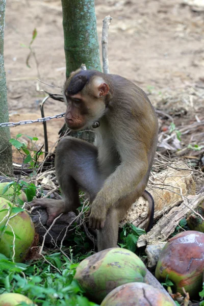Apen opgeleid om te plukken van kokosnoten (Kelantan, Malaysia — Stockfoto