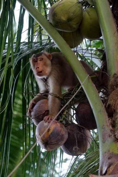 Monkeys trained to pluck coconuts (Kelantan, Malaysia — Stock Photo, Image