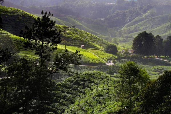 Cameron Highland, Malasia — Foto de Stock