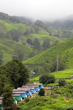 Cameron Highland, Malezya