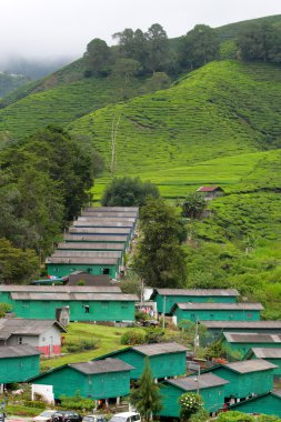 Cameron Highland, Malezya
