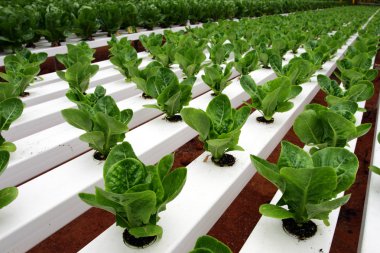 Hidrofonik plantasyonunda: Cameron Highlands, Malezya