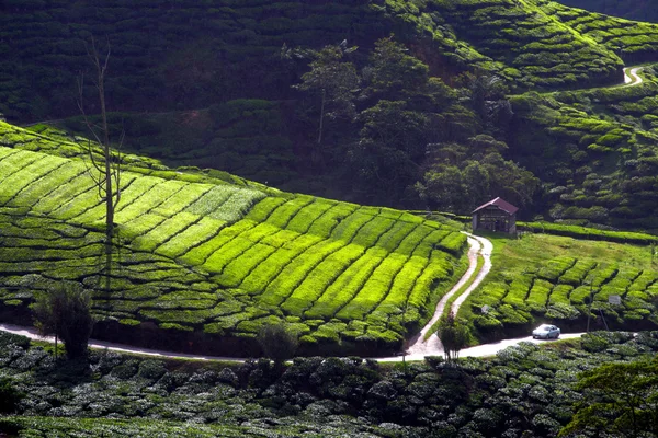 Cameron Highland, Malasia —  Fotos de Stock