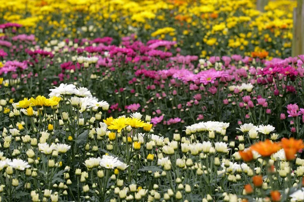 Stock image of flower fields at Camron Highland, Malaysia — Stock Photo, Image