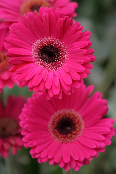 Stock image of flower fields at Camron Highland, Malaysia — Stock Photo, Image