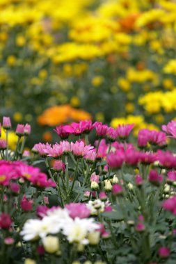 Camron Highland, Malezya çiçek alanlarının stok görüntü