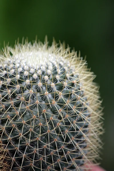 Imagem de perto do cacto — Fotografia de Stock