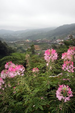 Cameron Highland, Malezya