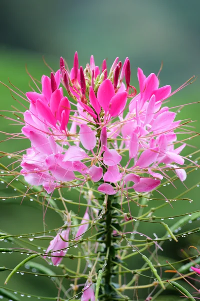 Mountain dew och blomma — Stockfoto