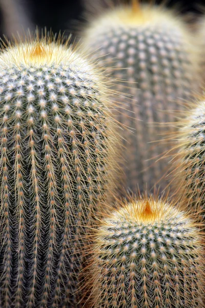 Close up image of cactus — Stock Photo, Image