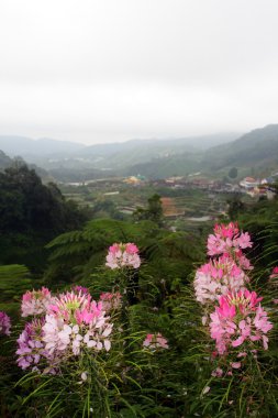 Cameron Highland, Malezya