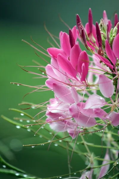 Горная роса и цветок — стоковое фото