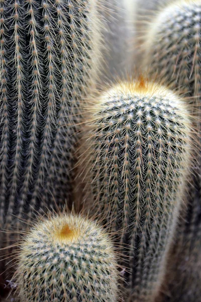 Imagen de cerca de cactus — Foto de Stock