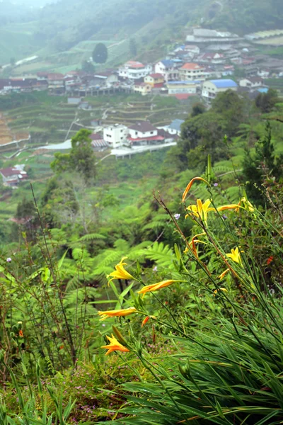 Cameron highland, malaysien — Stockfoto