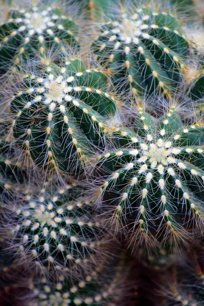 Imagen de cerca de cactus — Foto de Stock