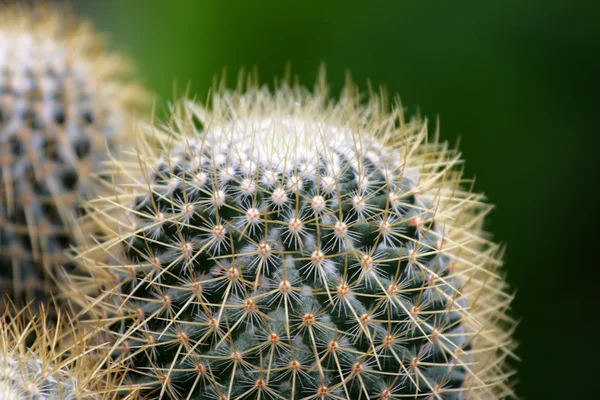 Imagem de perto do cacto — Fotografia de Stock