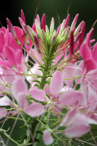 Гірська роса і квітка — стокове фото