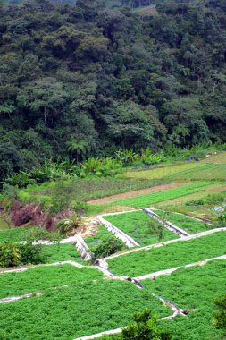 Sebze çiftliği'nde Cameron Highlands, Malezya