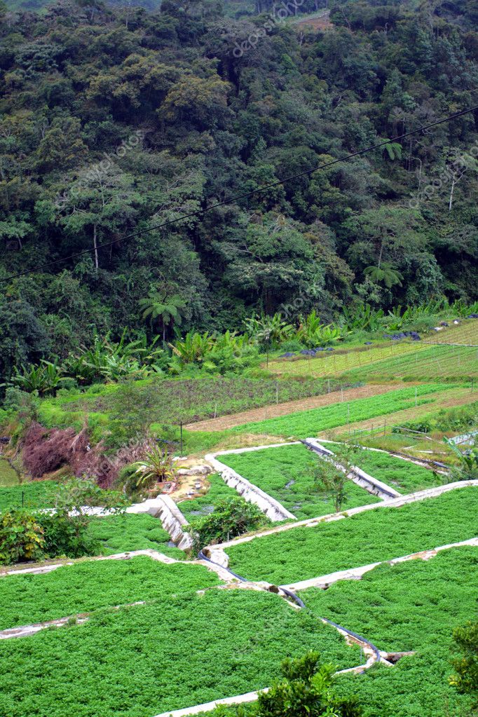 Vegetable Farm at Cameron Highlands, Malaysia — Stock Photo © coleong