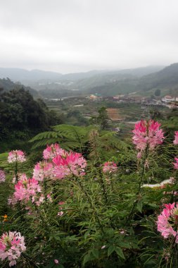 Cameron Highland, Malezya