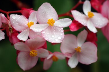 Mountain dew ve çiçek