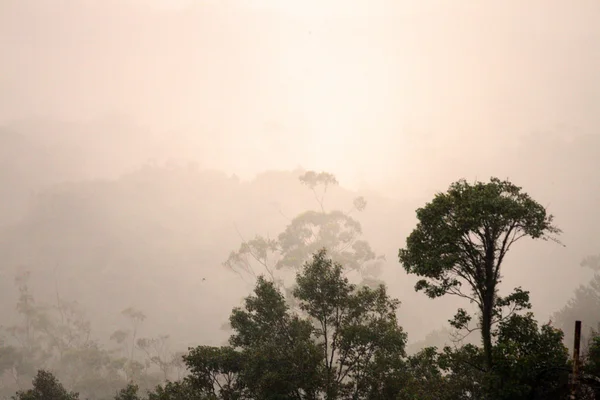 Cameron Highland, Malasia — Foto de Stock