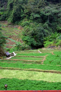 Sebze çiftliği'nde Cameron Highlands, Malezya