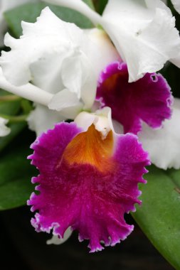 Orkide görüntüyü kapat