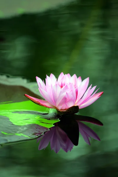 Stock beeld van een lotus — Stockfoto