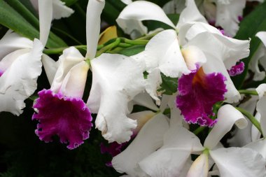 Orkide görüntüyü kapat