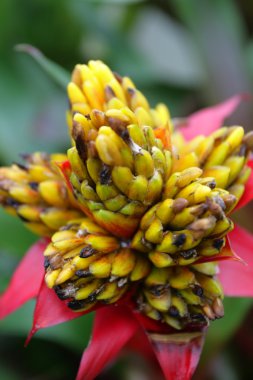 Orkide görüntüyü kapat