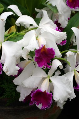 Orkide görüntüyü kapat