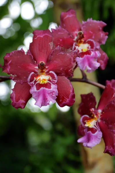 Zblízka obraz orchidej — Stock fotografie