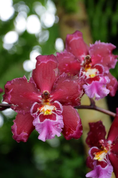 Zblízka obraz orchidej — Stock fotografie