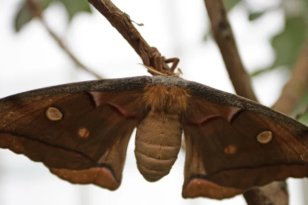 Close-up beeld van een nachtvlinder — Stockfoto