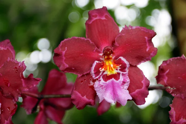 Zblízka obraz orchidej — Stock fotografie