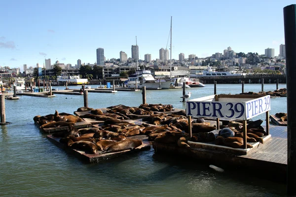 San Francisco, USA – stockfoto